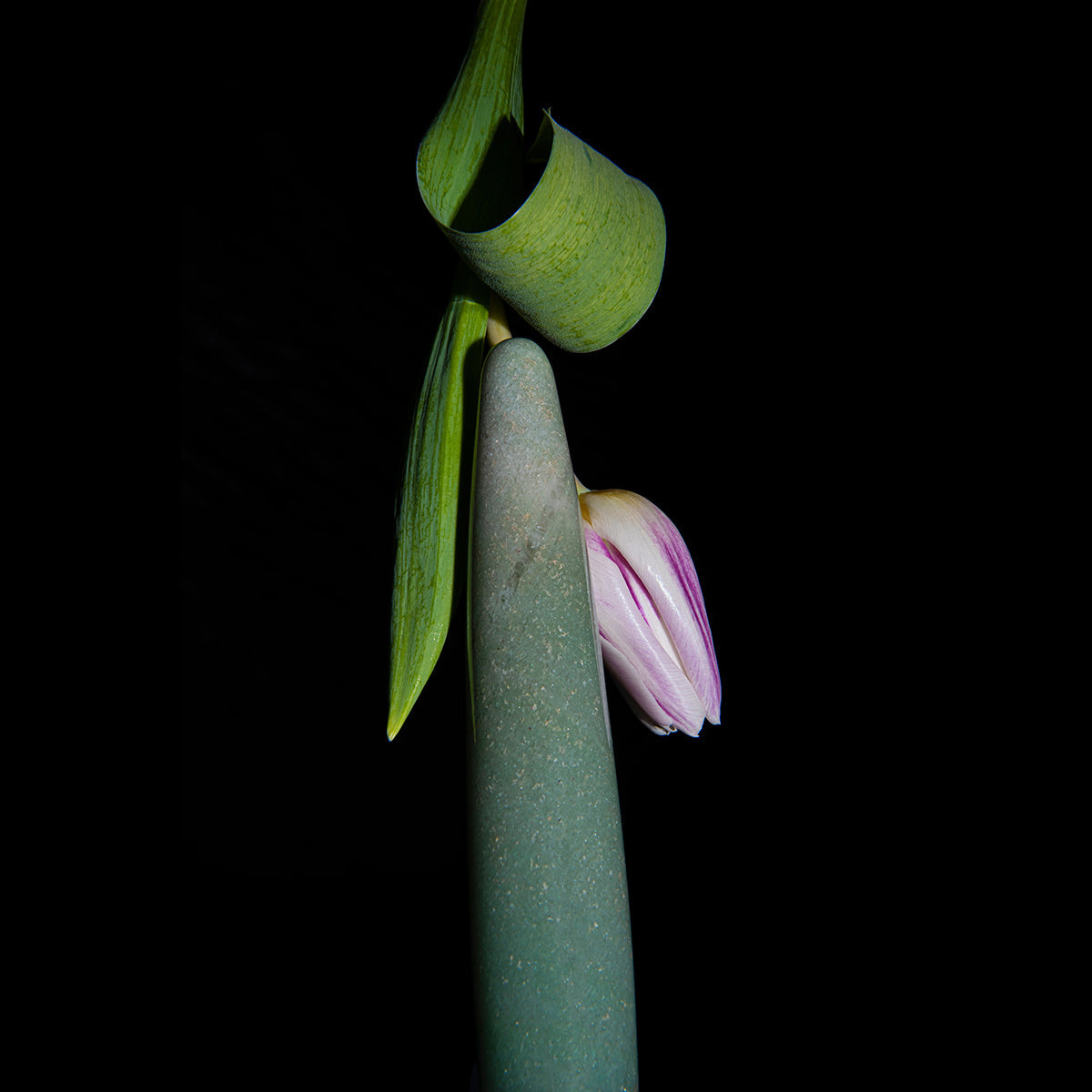 Chakrubs Indian Jade Slim Dildo paired with a flower and greenery on a dark background.